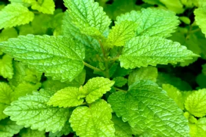 Mint Plant for Mojito